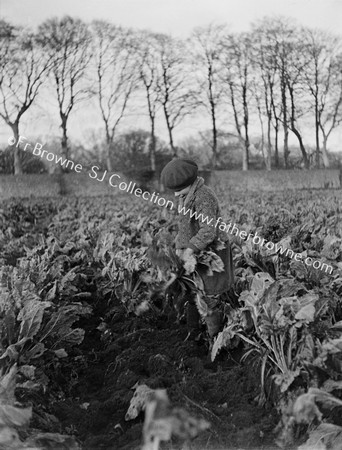 HARVESTING THE CROP